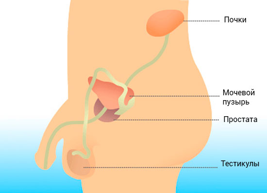 простата, устройство мочеполовой системы